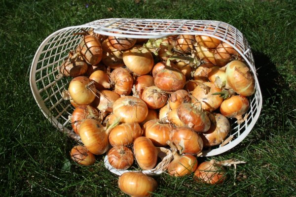Даркнет ссылка