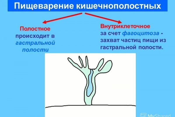 Кракен актуальная ссылка kraken torion net
