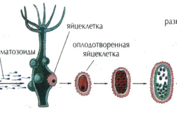 Кракен активная ссылка