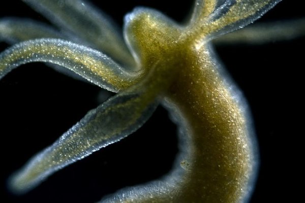 Кракен сайт официальный kraken clear com