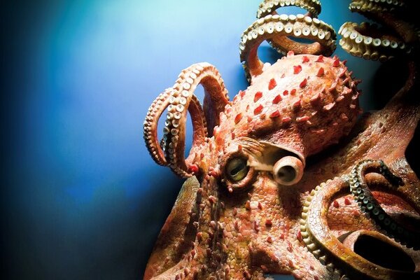 Kraken 26at