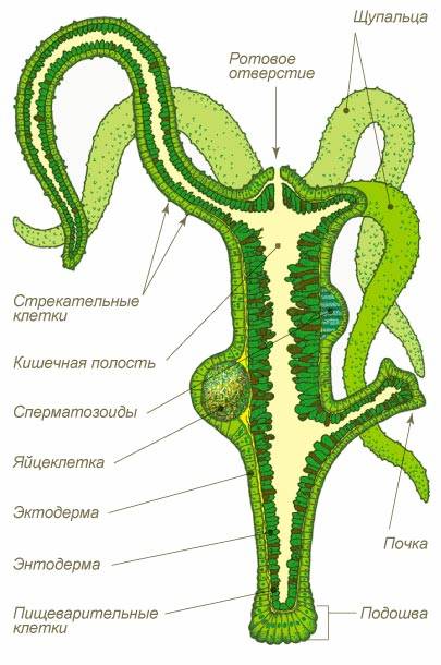 Кракен онион тор