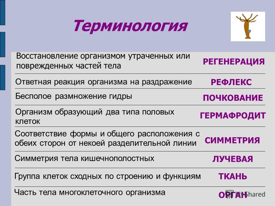 Линк кракена